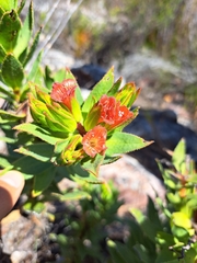 Lobostemon sanguineus