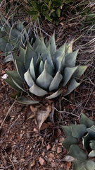 Agave parryi