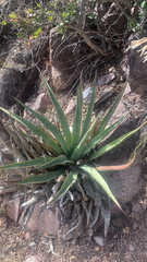 Agave palmeri
