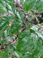 Archidendron lucidum