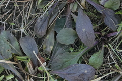 Ajuga