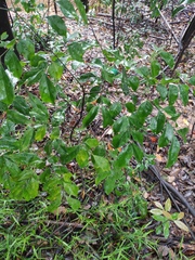 Archidendron lucidum