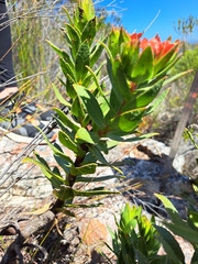 Lobostemon sanguineus