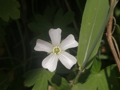 Geranium potentilloides