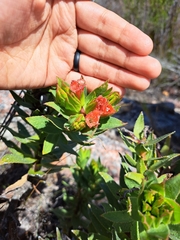 Lobostemon sanguineus