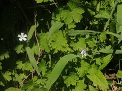 Geranium potentilloides