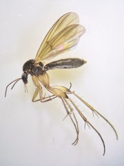 Zygomyia vara