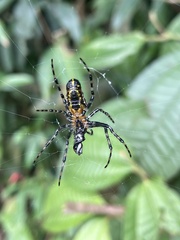 Alpaida grayi