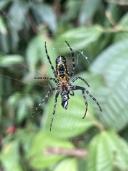 Alpaida grayi