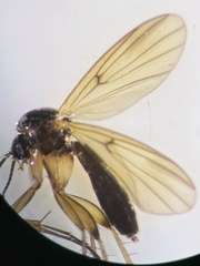 Zygomyia vara