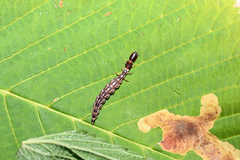 Raphidioptera
