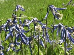 Clematis integrifolia