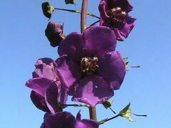 Verbascum phoeniceum