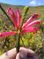 Erica regia