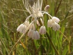 Allium podolicum
