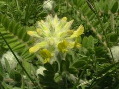 Astragalus dasyanthus
