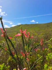 Erica regia