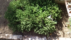 Sedum moranense