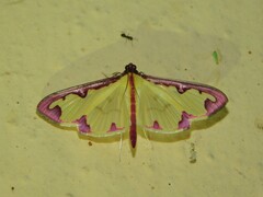 Cadarena pudoraria
