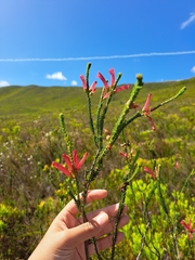 Erica regia