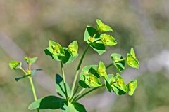 Euphorbia serrata