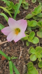Zephyranthes robusta