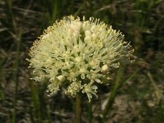 Allium flavescens