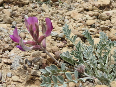 Astragalus amphioxys