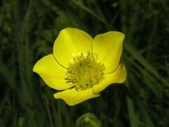 Ranunculus illyricus