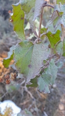 Cistus populifolius