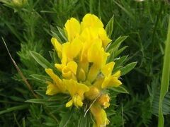 Chamaecytisus austriacus