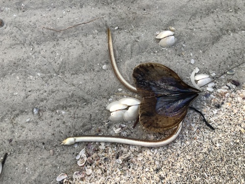 Sooty eel (Bascanichthys scuticaris) — Ophichthidae — 4