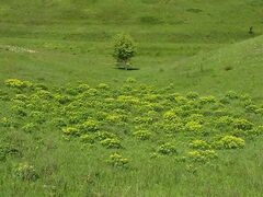 Chamaecytisus austriacus