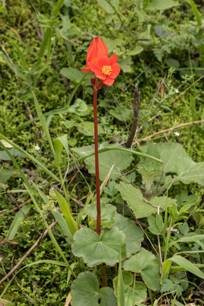 Begonia neoharlingii