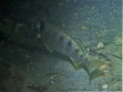 Helotes octolineatus