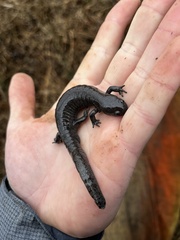 Ambystoma barbouri