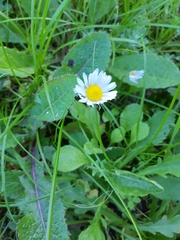 Bellis perennis