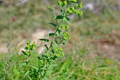 Euphorbia serrata