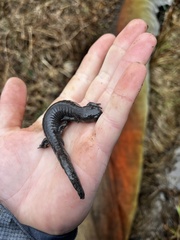 Ambystoma barbouri