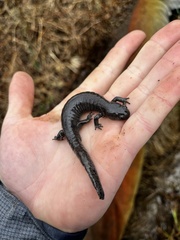 Ambystoma barbouri