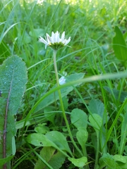 Bellis perennis