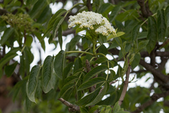 Sambucus peruviana