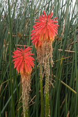 Kniphofia uvaria