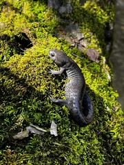 Ambystoma barbouri