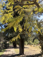 Gleditsia triacanthos inermis