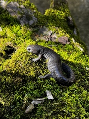 Ambystoma barbouri