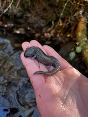 Ambystoma barbouri