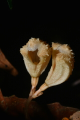 Gastrodia theana
