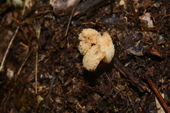 Gastrodia theana