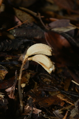 Gastrodia theana